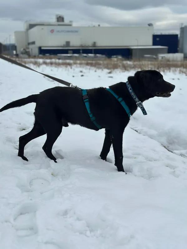 Pies do adopcji, Żywiec, 22 lutego 2026 (2/5)