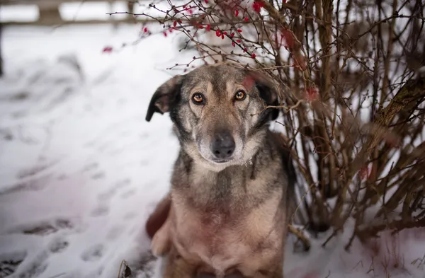 Oddam psa, Warszawa, Piaski, 23 lutego 2026 (1/5)