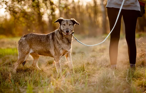 Oddam psa, Warszawa, Piaski, 23 lutego 2026 (2/5)