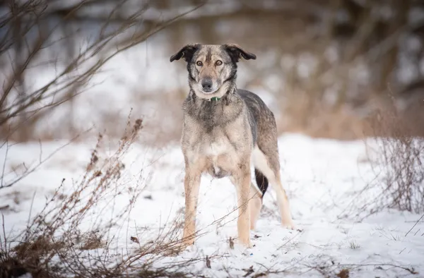 Oddam psa, Warszawa, Piaski, 23 lutego 2026 (3/5)