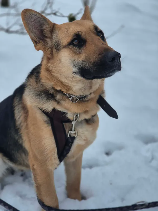 Oddam psa, Warszawa, Nowe Włochy, 23 lutego 2026 (4/4)