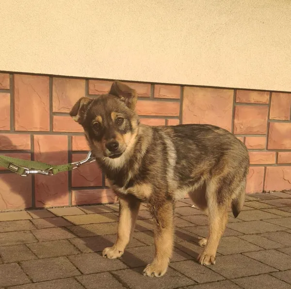 Pies do adopcji, Ropczyce, 23 lutego 2026