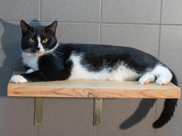 Kot do adopcji, Sopot, 23 lutego 2026 (2/4)