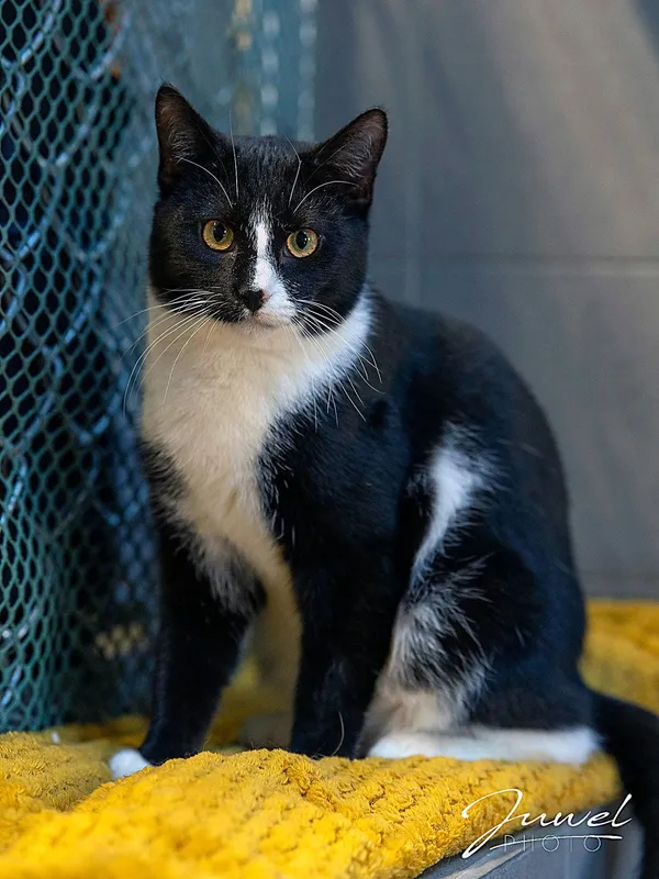 Kot do adopcji, Sopot, 23 lutego 2026 (4/4)