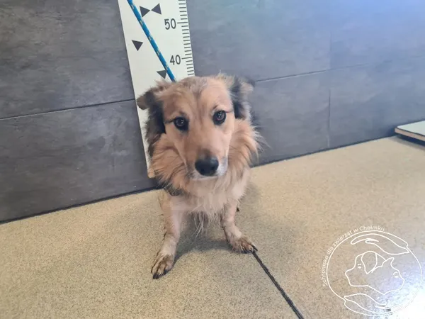 Znaleziono psa, Chełmek, 21 lutego 2026