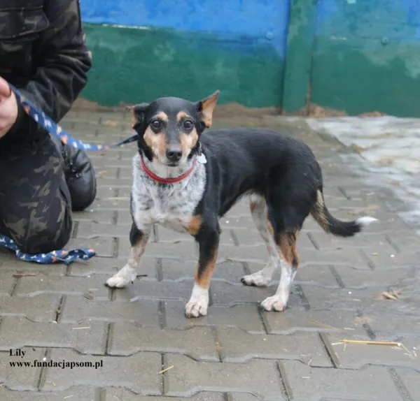 Pies do adopcji, Nowy Dwór Mazowiecki, 23 lutego 2026 (1/4)