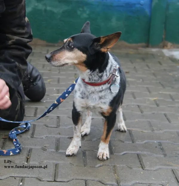 Pies do adopcji, Nowy Dwór Mazowiecki, 23 lutego 2026 (2/4)