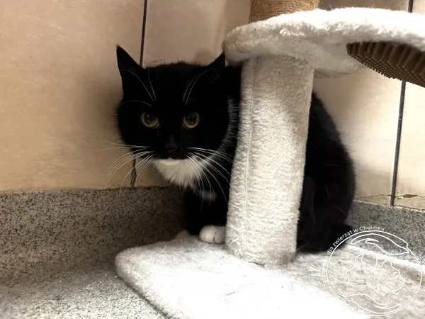 Kot do adopcji, Chełmek, 5 lutego 2026