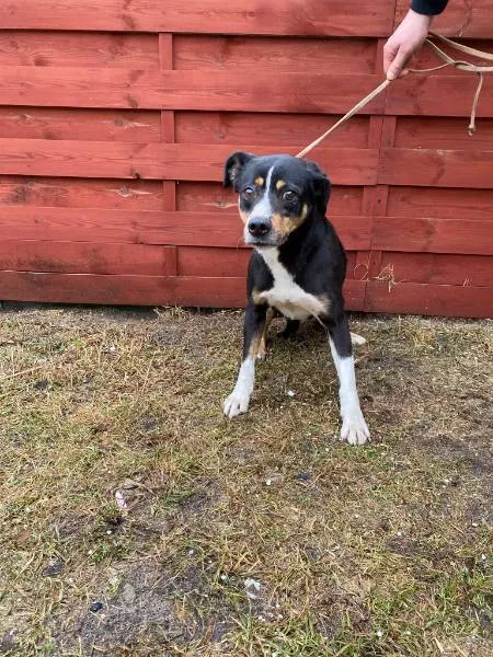 Znaleziono psa, Czartki, 23 lutego 2026