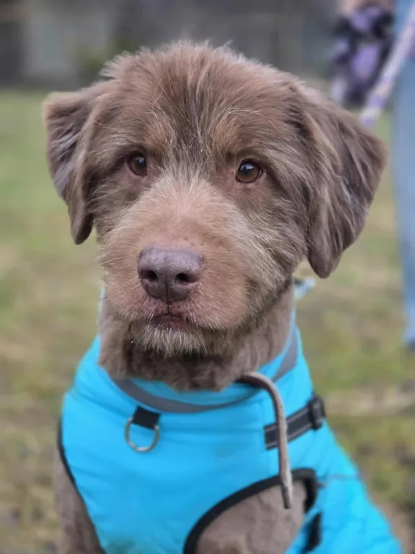 Pies do adopcji, Zgierz, 8 grudnia 2025 (1/5)