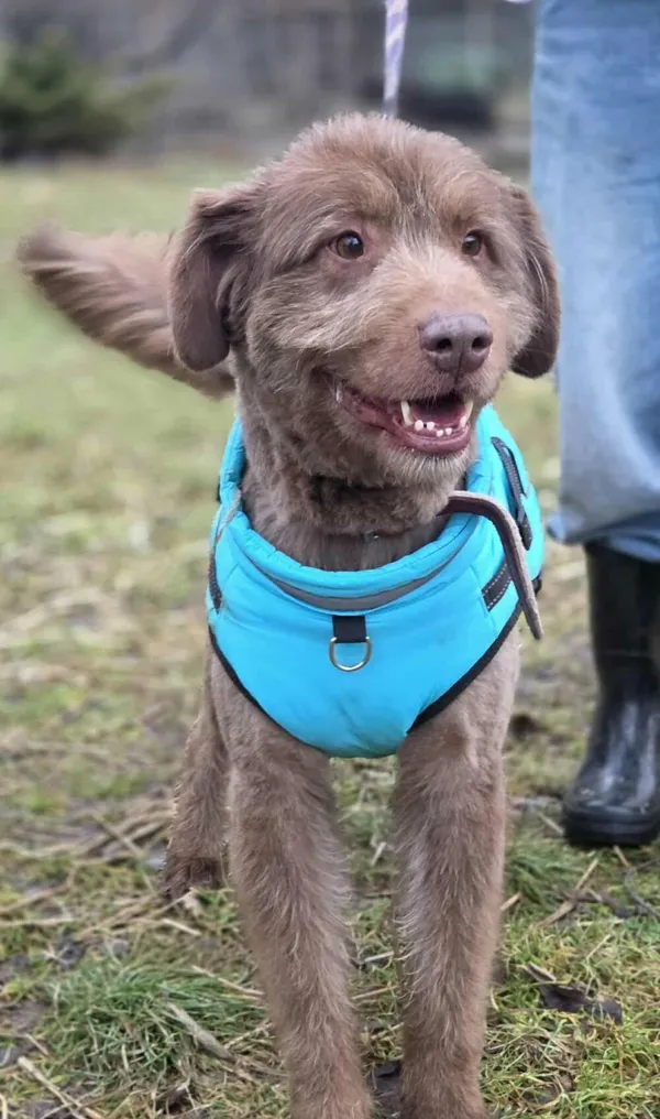 Pies do adopcji, Zgierz, 8 grudnia 2025 (2/5)