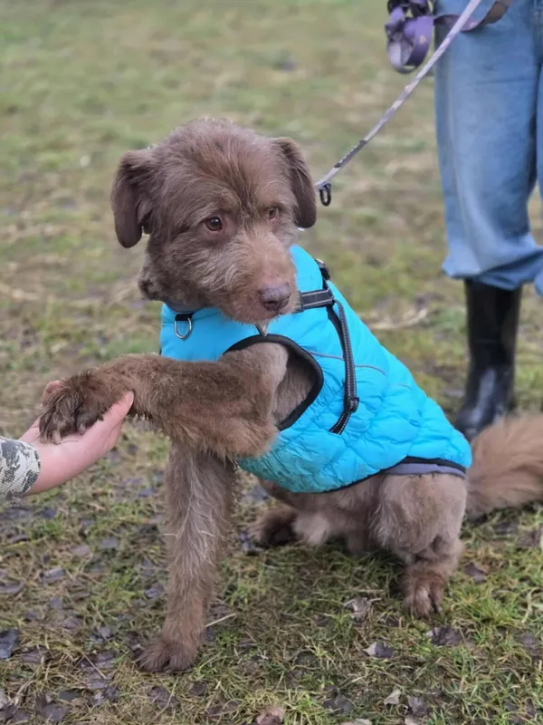 Pies do adopcji, Zgierz, 8 grudnia 2025 (4/5)