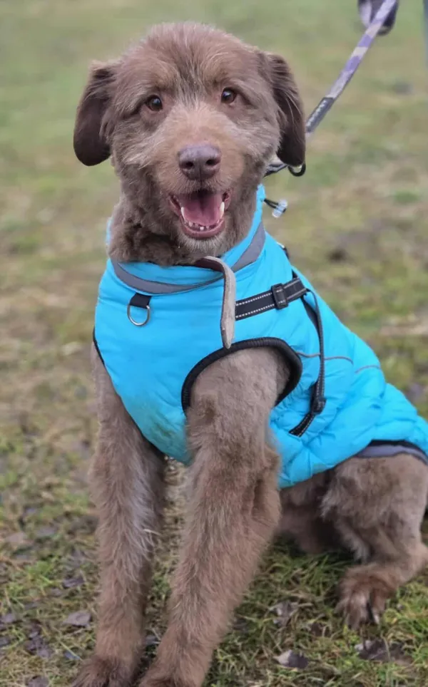 Pies do adopcji, Zgierz, 8 grudnia 2025 (5/5)