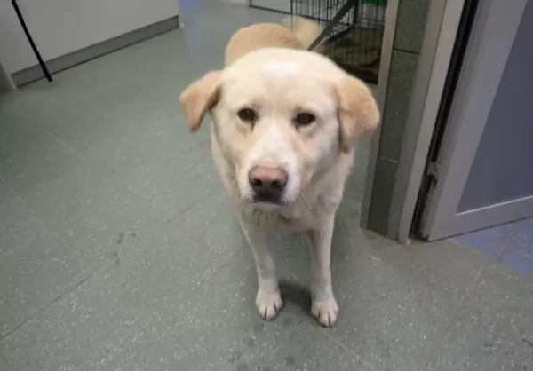 Znaleziono psa, Warszawa, 23 lutego 2026