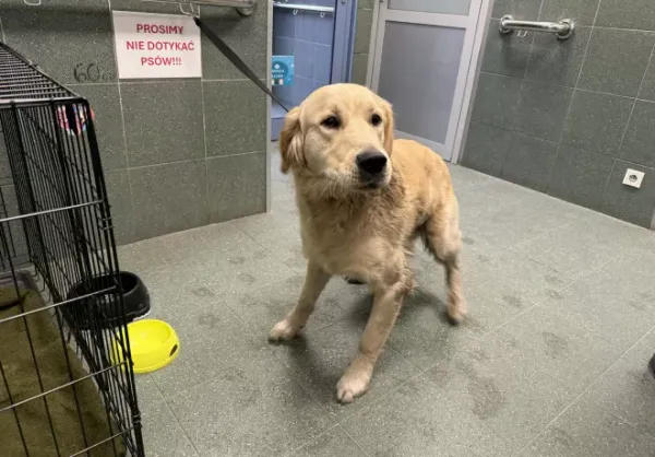 Znaleziono psa, Warszawa, 22 lutego 2026