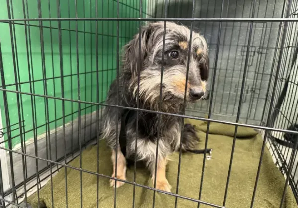 Znaleziono psa, Warszawa, 21 lutego 2026