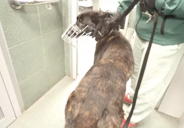 Znaleziono psa, Warszawa, 21 lutego 2026