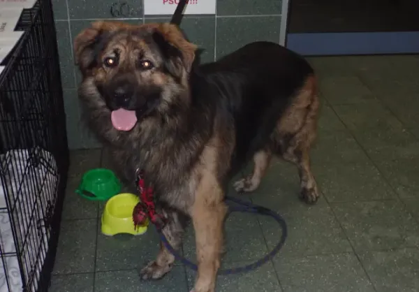 Znaleziono psa, Warszawa, 20 lutego 2026