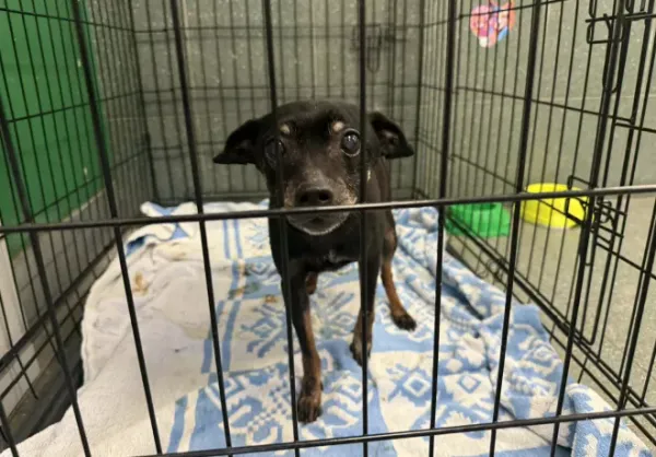 Znaleziono psa, Warszawa, 18 lutego 2026