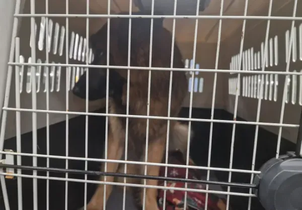 Znaleziono psa, Warszawa, 15 lutego 2026