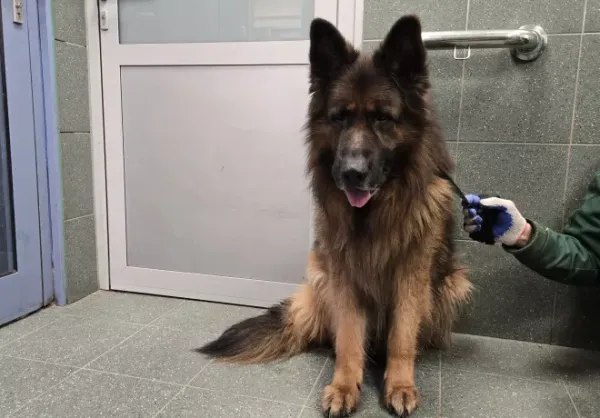 Znaleziono psa, Warszawa, 15 lutego 2026