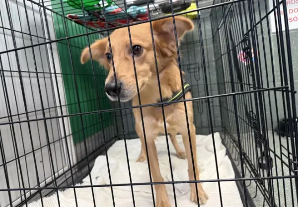 Znaleziono psa, Warszawa, 15 lutego 2026