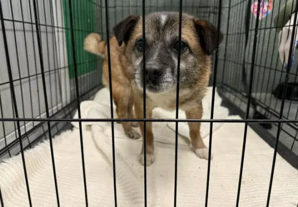 Znaleziono psa, Warszawa, 15 lutego 2026