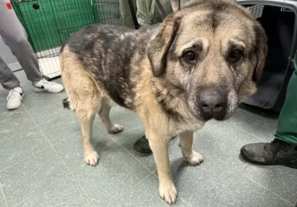 Znaleziono psa, Warszawa, 14 lutego 2026