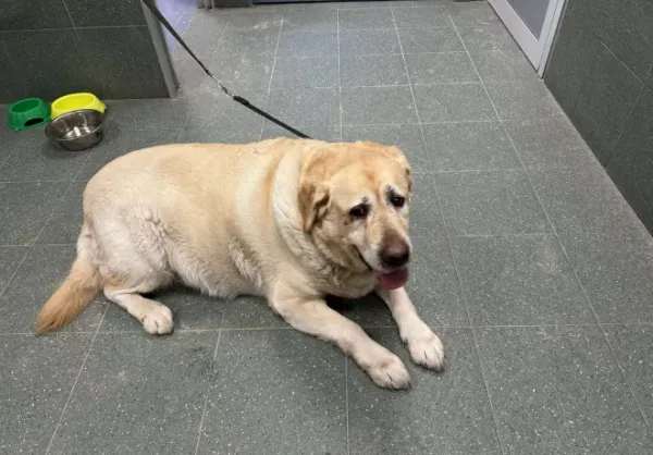 Znaleziono psa, Warszawa, 14 lutego 2026