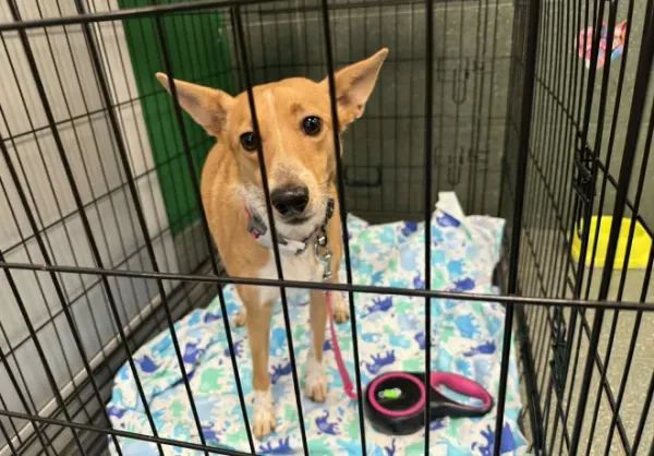 Znaleziono psa, Warszawa, 12 lutego 2026