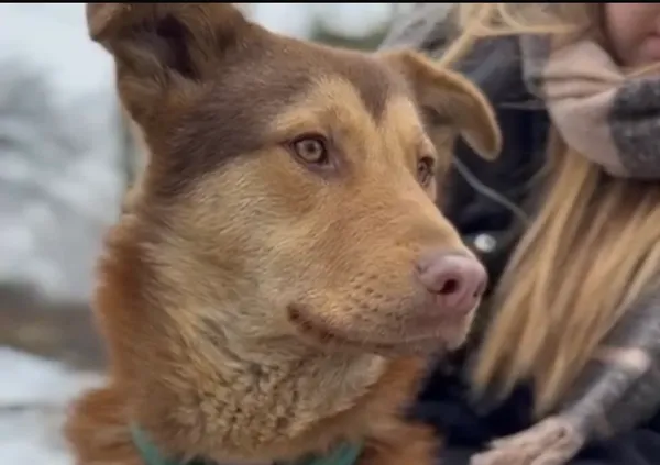 Pies do adopcji, Głowno, 23 lutego 2026 (1/5)