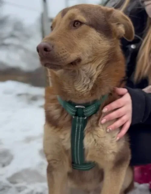 Pies do adopcji, Głowno, 23 lutego 2026 (3/5)