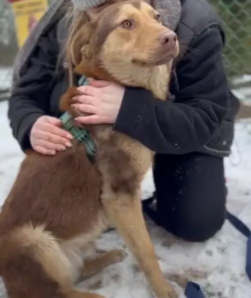 Pies do adopcji, Głowno, 23 lutego 2026 (4/5)