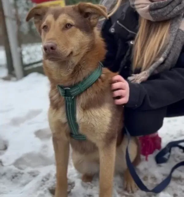 Pies do adopcji, Głowno, 23 lutego 2026 (5/5)