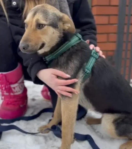 Pies do adopcji, Głowno, 23 lutego 2026 (2/4)