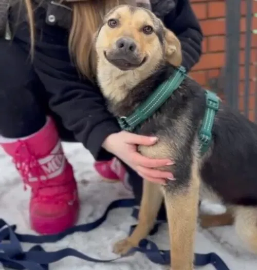 Pies do adopcji, Głowno, 23 lutego 2026 (3/4)