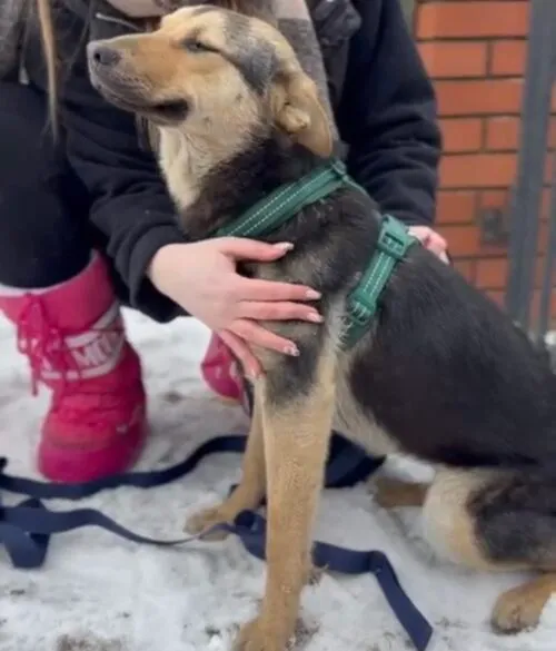 Pies do adopcji, Głowno, 23 lutego 2026 (4/4)