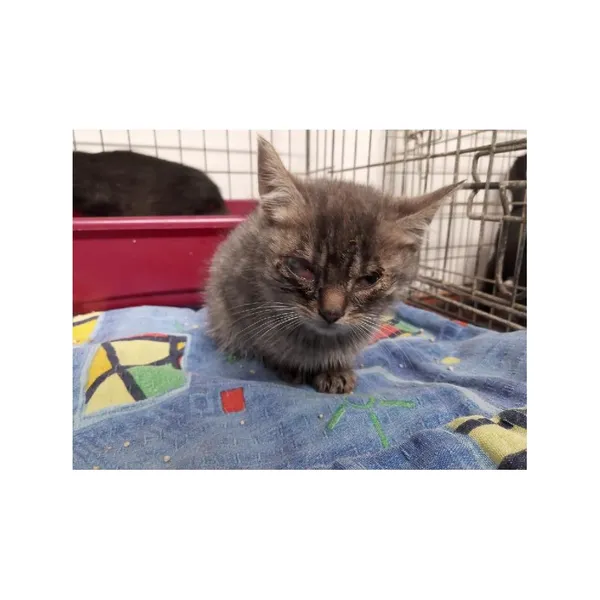 Znaleziono kota, Białystok, 19 października 2025