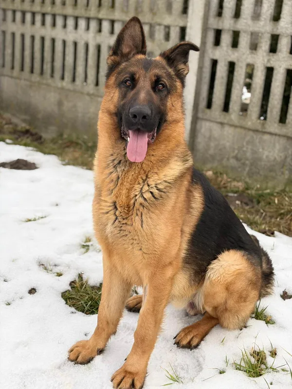 Pies do adopcji, Bełchatów, 8 stycznia 2026 (1/5)