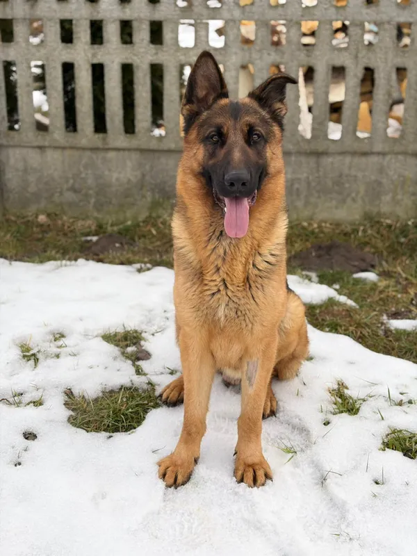 Pies do adopcji, Bełchatów, 8 stycznia 2026 (3/5)