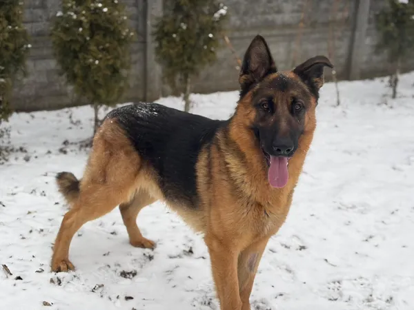 Pies do adopcji, Bełchatów, 8 stycznia 2026 (4/5)