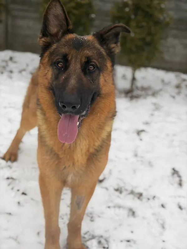 Pies do adopcji, Bełchatów, 8 stycznia 2026 (5/5)