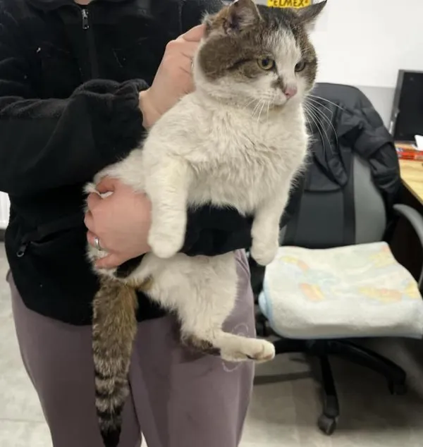 Znaleziono kota, Toruń, 23 lutego 2026