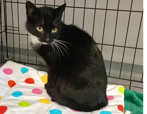 Znaleziono kota, Toruń, 18 lutego 2026