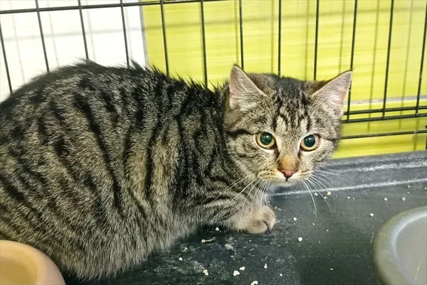 Znaleziono kota, Racibórz, 21 lutego 2026