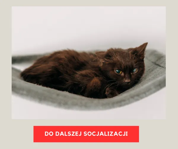 Kot do adopcji, Czartki, 23 lutego 2026