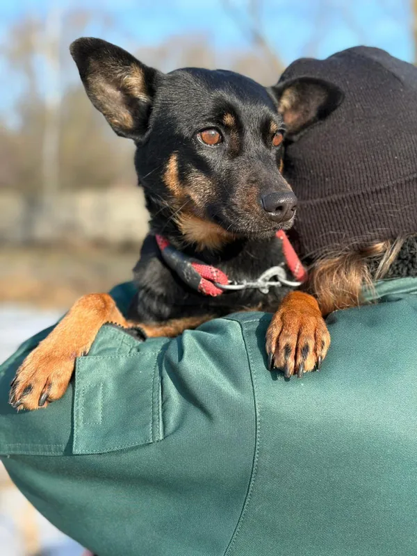 Pies do adopcji, Bełchatów, 20 stycznia 2026 (2/5)