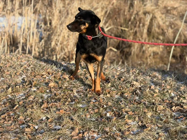 Pies do adopcji, Bełchatów, 20 stycznia 2026 (4/5)