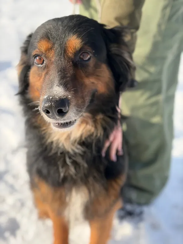 Pies do adopcji, Bełchatów, 28 stycznia 2026 (1/5)