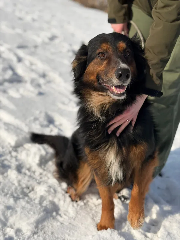 Pies do adopcji, Bełchatów, 28 stycznia 2026 (2/5)